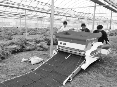 新型自走式水稻育秧機在江蘇靖江投產(chǎn)——.jpg